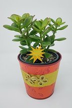 Jade Plant - Crassula Ovuta - Easy to Grow Yellow - 4" Pot/ Unique-from Jmbamboo - $22.99