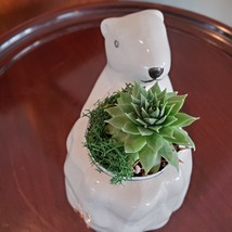 Polar Bear Planter with Live Succulent, Pauline Animal Planter Plant Pot image 4