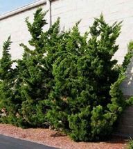 Trade Gallon Pot Hollywood Juniper Tree ( Kaizuka ) - Live Plant - $62.98