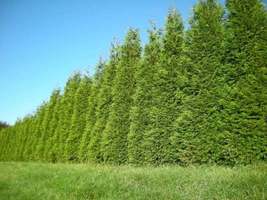 25 Green Giant Arborvitae  plants  2.5" pot image 5
