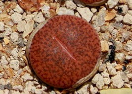Lithops Mariae C141, rare plant exotic living stones ice succulent seed 50 SEEDS - $9.99
