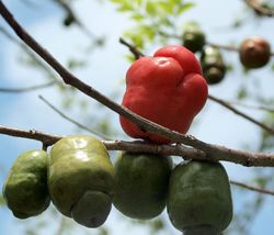 Jocote -  SPANISH PLUM  -  Live Plant  - Edible Tropical Fruit image 3