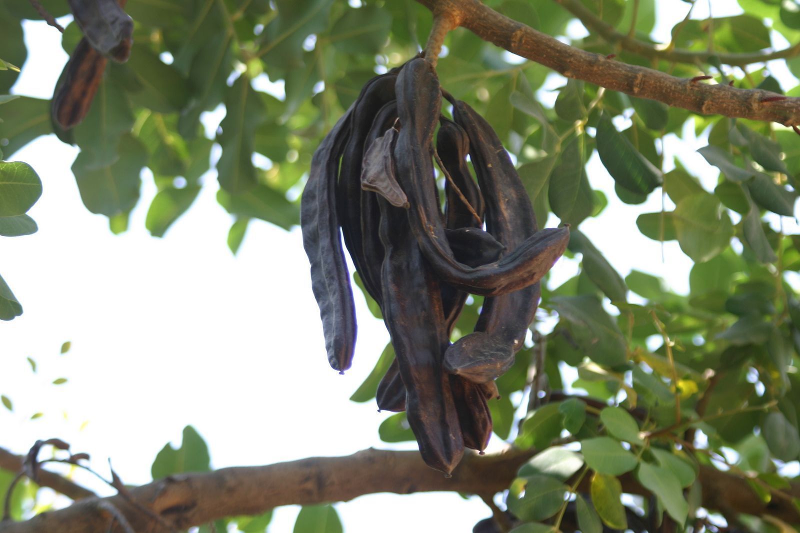 Carob Tree, Ceratonia siliqua, Tree Seeds (Edible, Evergreen) 10 Tree