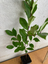 2 CHERRY LAUREL Prunus caroliniana image 6