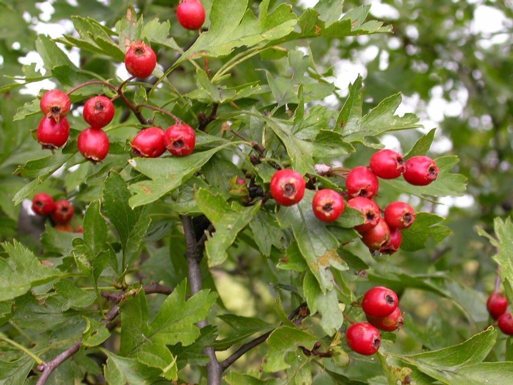 Single Seed English Hawthorn, Crataegus monogyna, 20 Tree Seeds (Showy ...