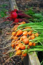 SHIPPED FROM US 400 Parisian Carrot Tender Orange Globes Vegetable Seeds... - $11.92