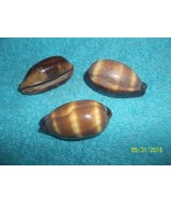 &lt;&gt;&lt;  sea shell Talpa Cowrie  2+ inches craft or aquarium lot of 3 very nice - $6.89