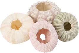 4 Sea Urchin Shells for Home Décor image 9