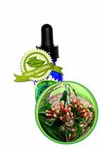 Clove Leaf Essential Oil - 8oz (240ml) - 100% PURE Syzygium aromaticum - $97.99