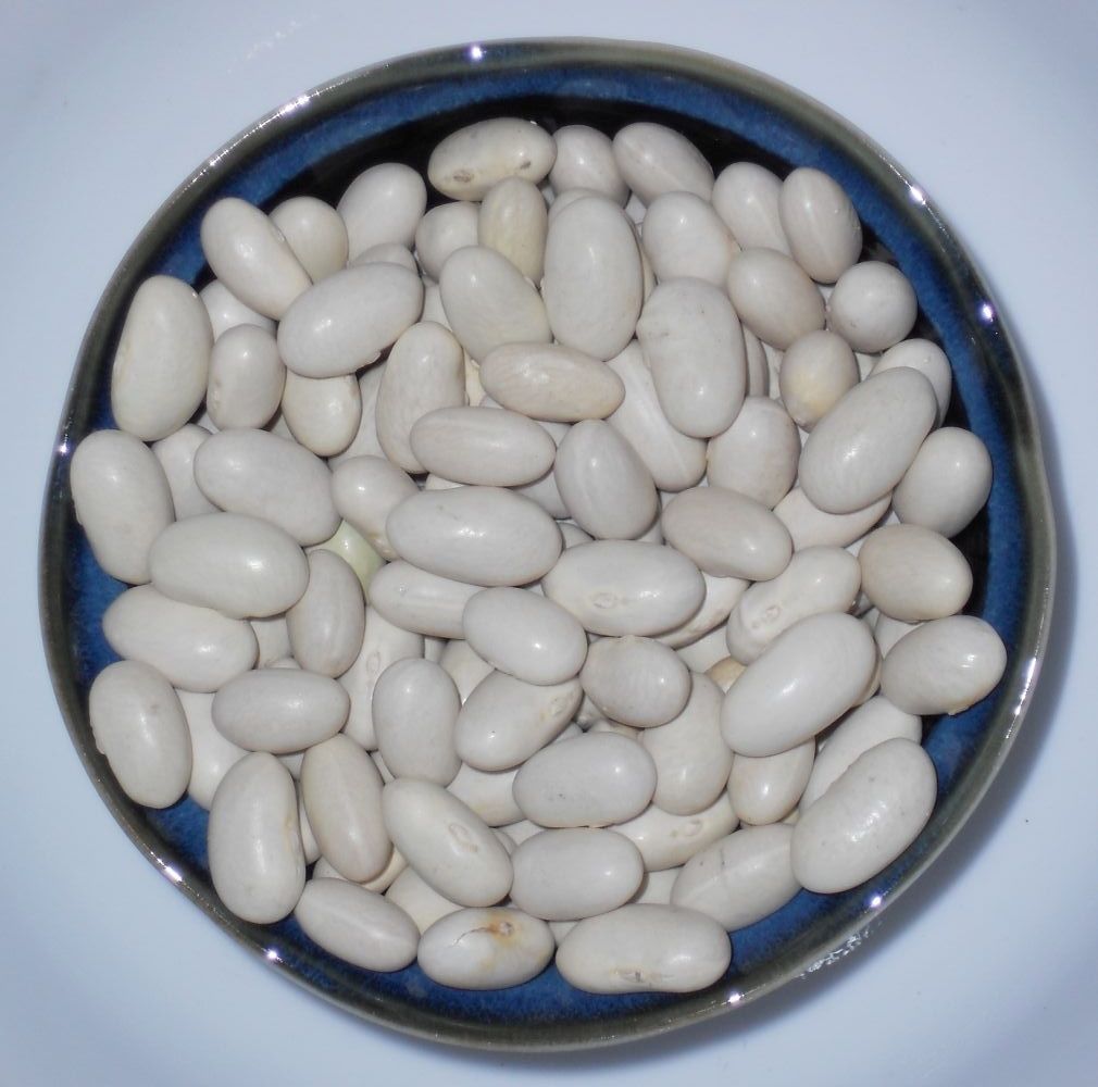 State Half Runner Bean Seed Heat & Drought Tolerant Beans Seeds (½oz