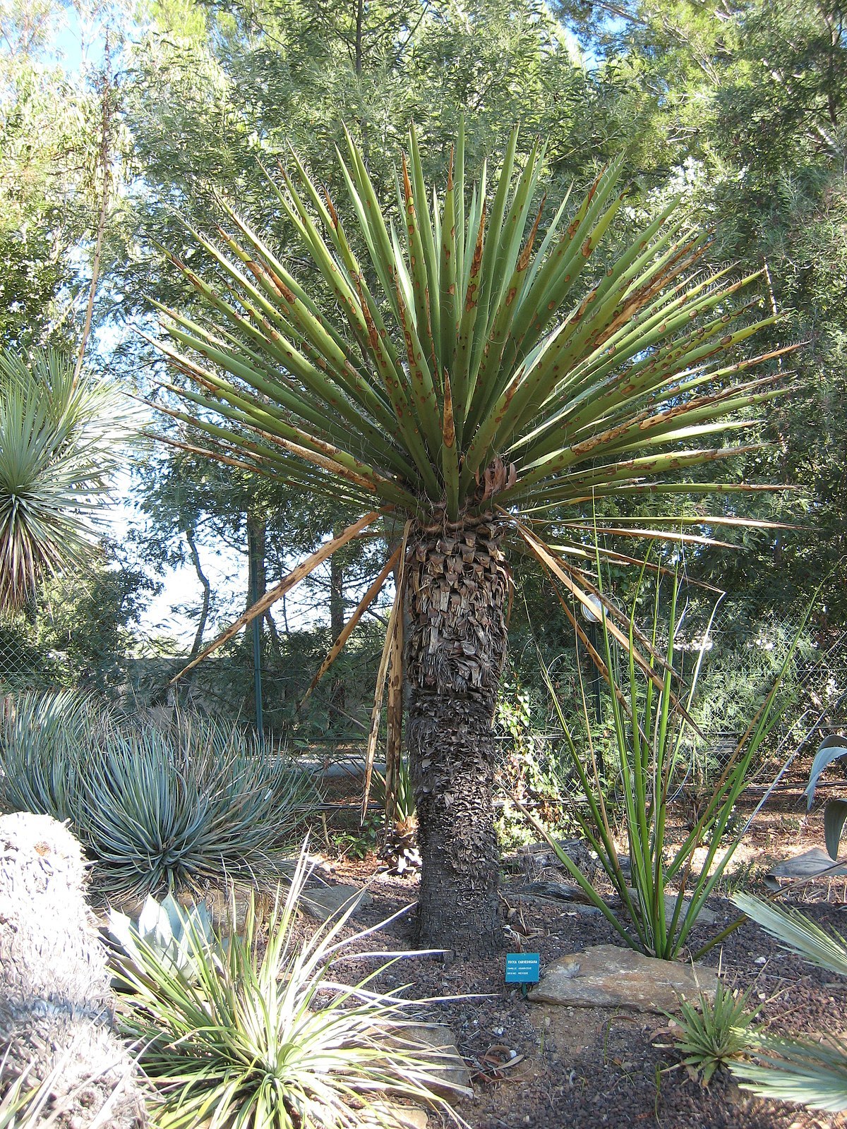 Beautiful Yucca! YUCCA Carnerosana 2ft-3ft Tall - Cacti & Succulents