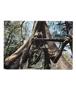 Africa Native Horn Player Traditional Dress Silk Cotton Tree 4x6 Dakar Postcard - $7.99