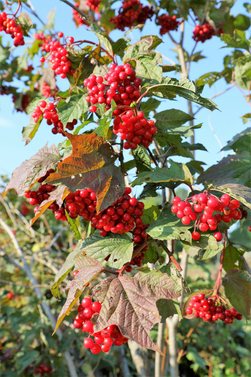 20 AMERICAN HIGHBUSH CRANBERRY Viburnum Trilobum Red Fruit Shrub Seeds