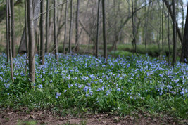Virginia Bluebell flower 20 root- Shade Lover (Mertensia) image 3