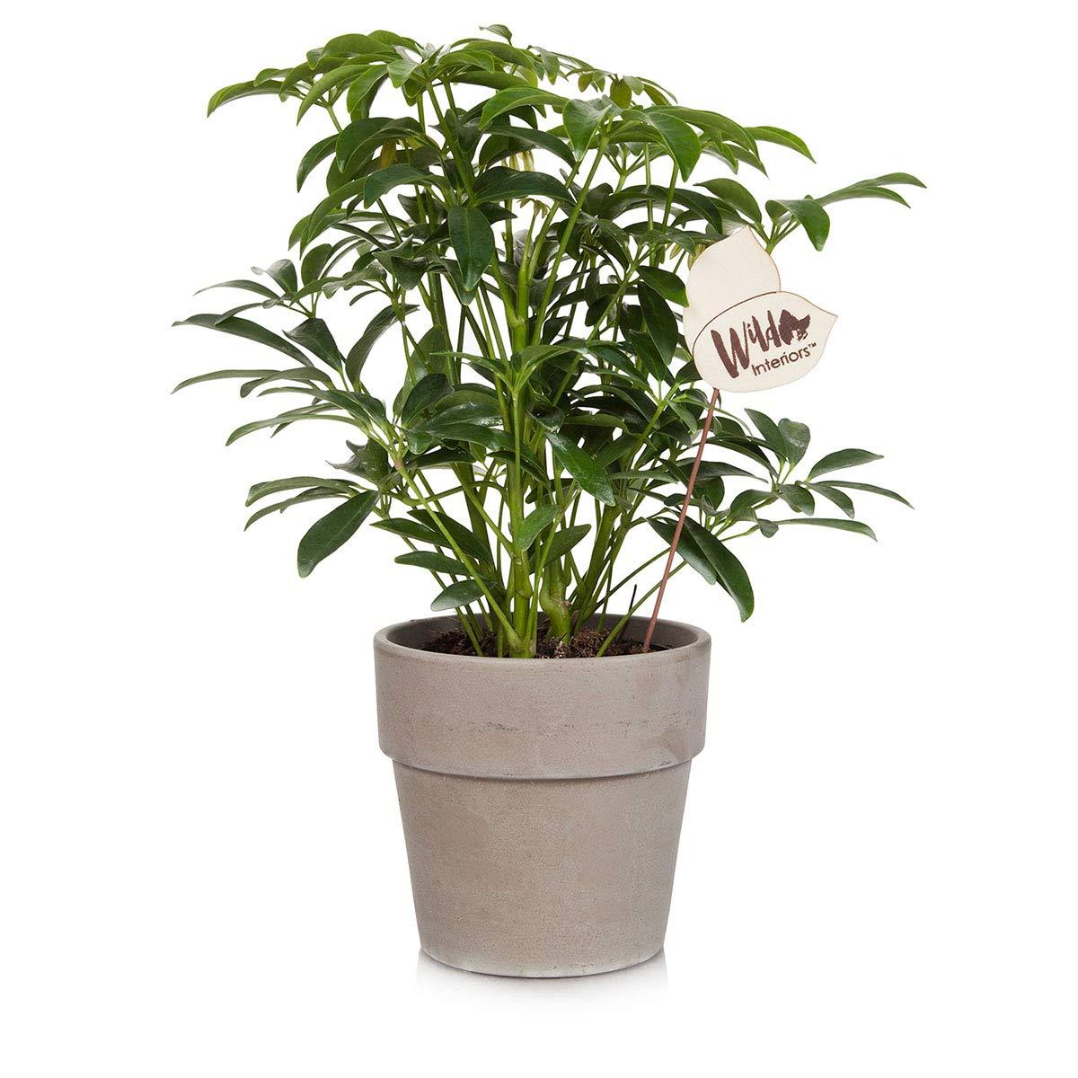 Wild Interiors 220053 Umbrella Tree Live Indoor Plant