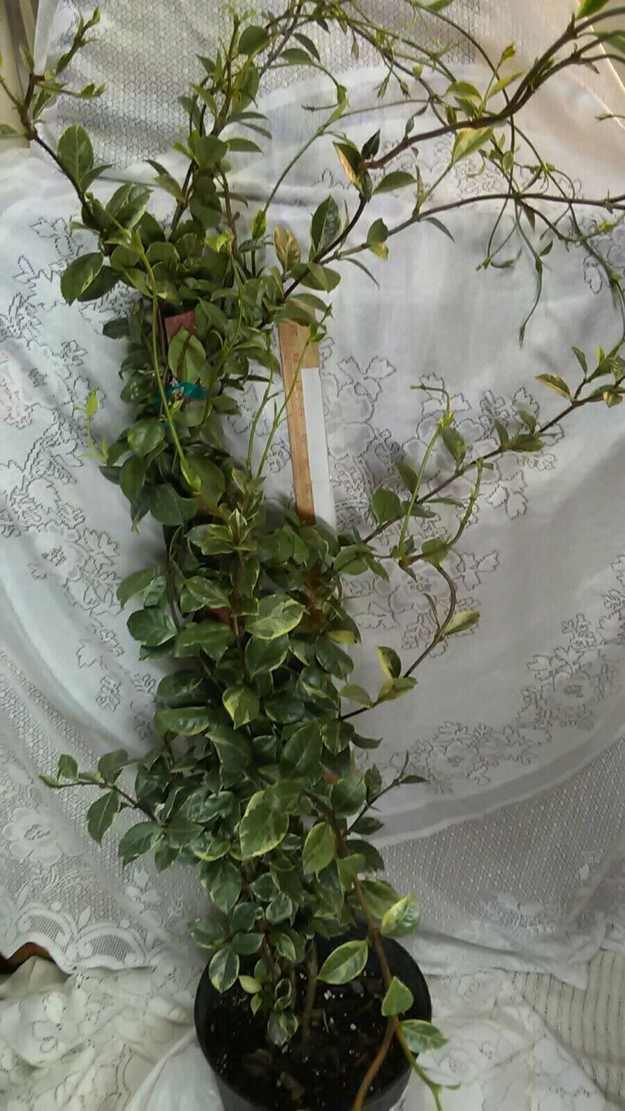 Confederate Star Variegated Jasmine 3 Gallon Roots Size Plus 4 feet of