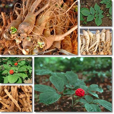“ 6 PCS SEEDS Chinese / Korean Panax Ginseng Seeds, Hardy Rare Wild Herbal Plant