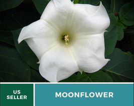 25 Pcs Moonflower Seeds Blooms at Night Easy to Grow Ipomoea Alba Seed - $19.48