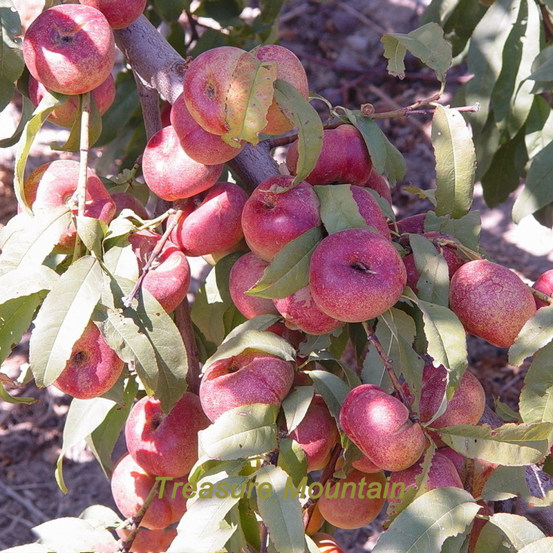 2 seeds / pack, Red Flat Peach Peento Saucer Peach Plant Seeds NF173