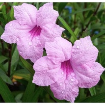 5 Starter Plant Pink Mexican Petunia, Ruellia brittoniana Rooted Easy to grow - $20.90