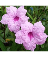 5 Starter Plant Pink Mexican Petunia, Ruellia brittoniana Rooted Easy to... - $20.90