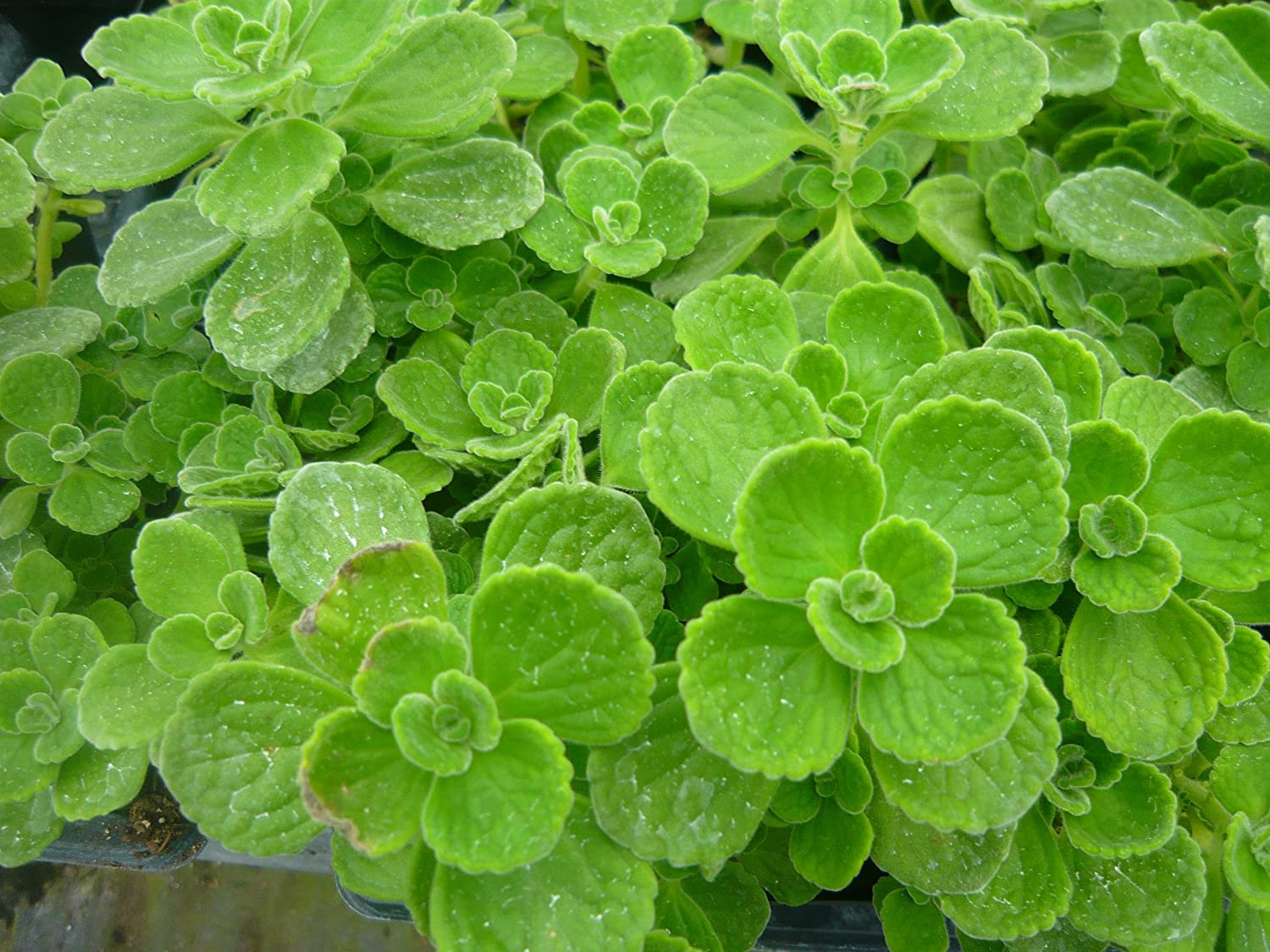 Vicks Plant Plectranthus Verticillatus Live Starter Succulent Coleus