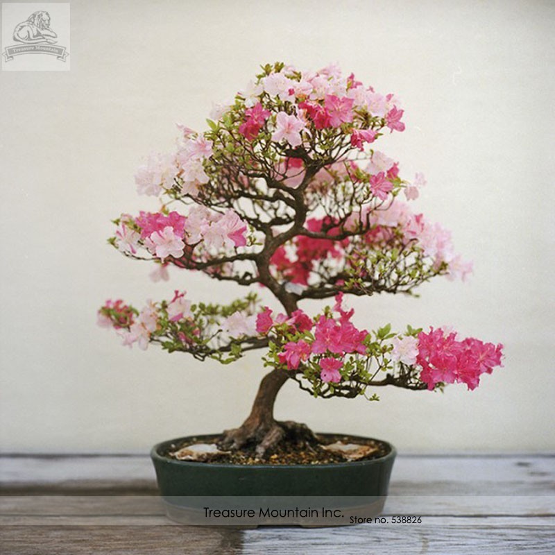 20 seeds Oriental Cherry Sakura Bonsai, Cherry Blossom Flower Bonsai