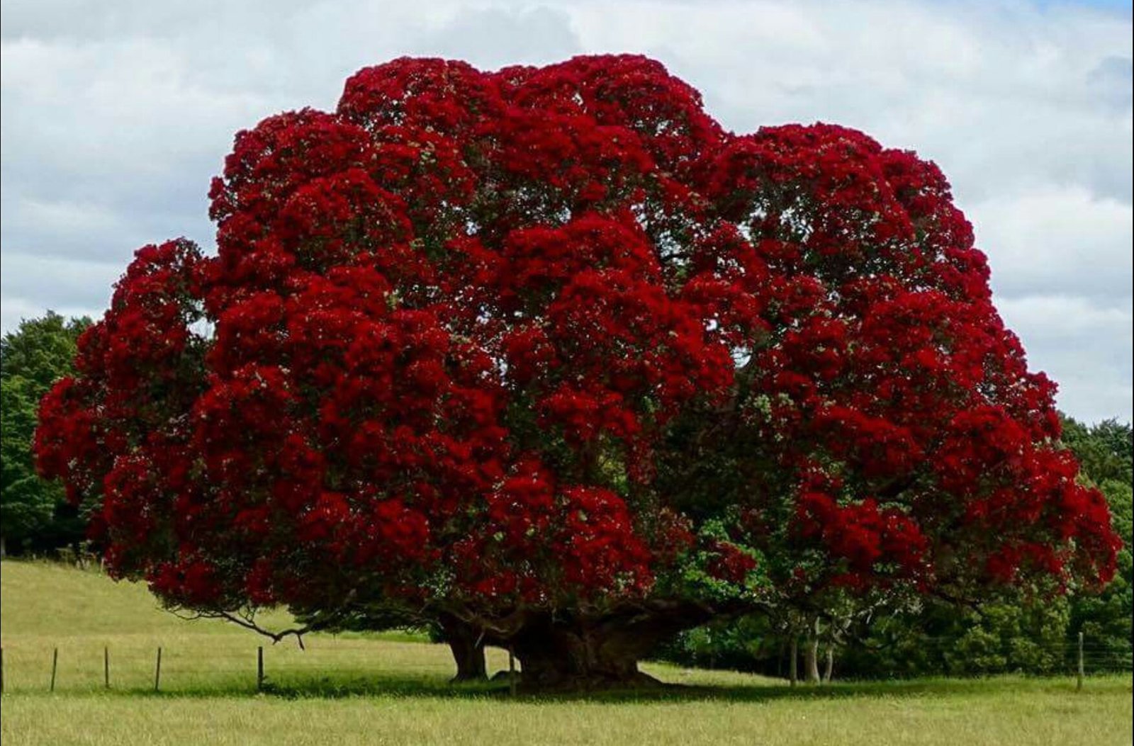 New Zealand Christmas Tree Seeds 12 Seeds Dense canopy of deep red