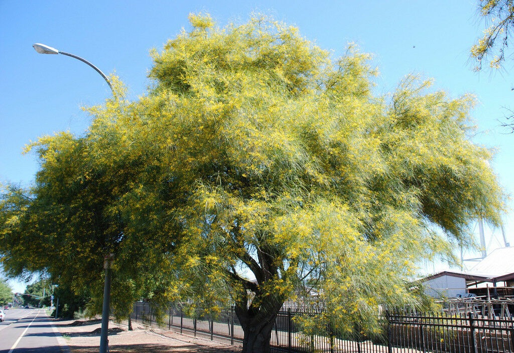 Cercidium Parkinsonii, rare thorn Parkinsonia Aculeata palo verde tree