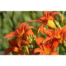 50 Tiger Tawny Orange Daylilies Flower Seeds #SHN21 - $21.17
