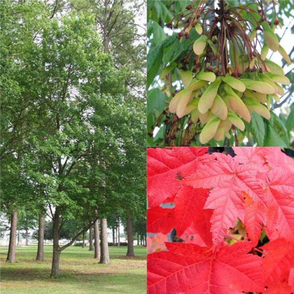 Red Maple Acer Rubrum Tree Seeds Fall Color Fast Hardy 30pcs Tree Seeds 