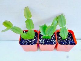 Pink Plant Cuttings - Schlumbergera Christmas Cactus Succulent Indoor Houseplant - $35.99