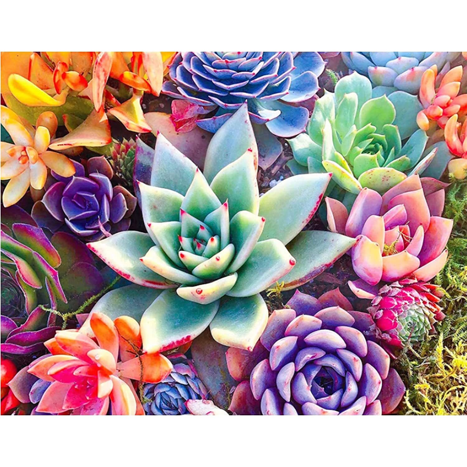 Diamond Painting Kits For Adults And Kids, Succulents Diamonds Art Paint With Di