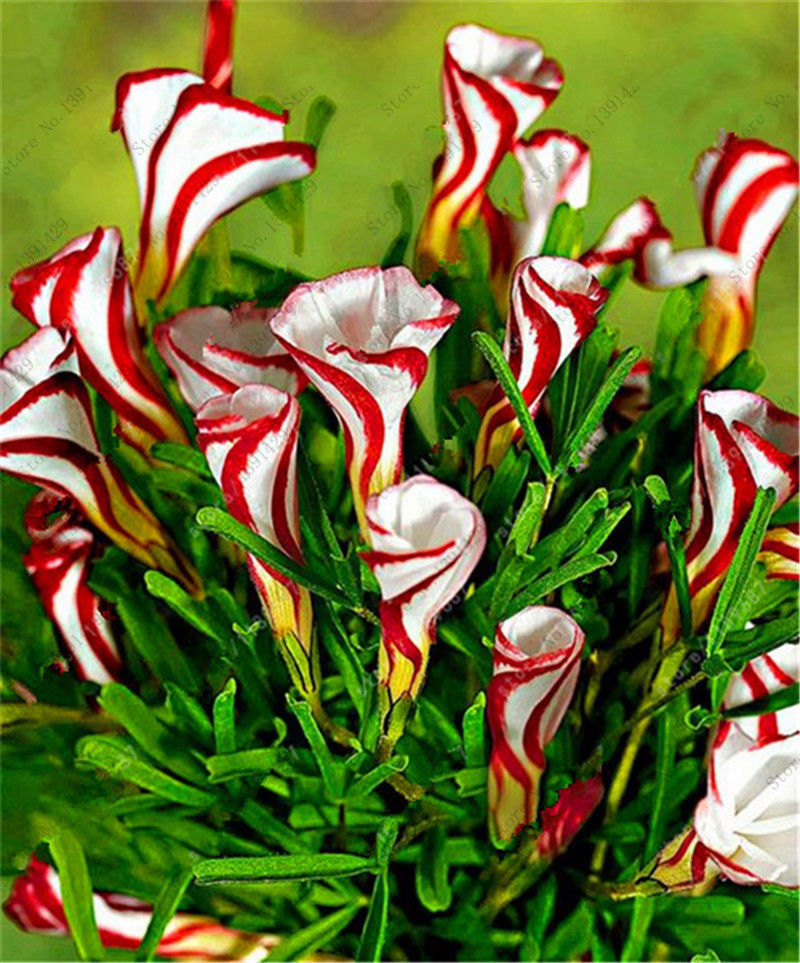 TRUE Oxalis Flower, Rare Oxalis Candy Cane Sorrel Rotary 100 seeds