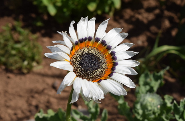 95 Venidium Zulu Prince - Monarch of the Veldt Cape Daisy Flower Seeds