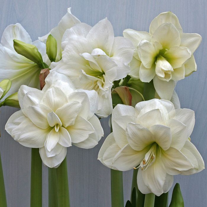 Double White Alfresco Amaryllis 1 Bulbs For Planting Outdoor Gardening ...