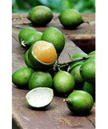 “ 10 seeds Lemon Sweet Spanish Lime Tree Seeds green skin orange inside ... - $12.88