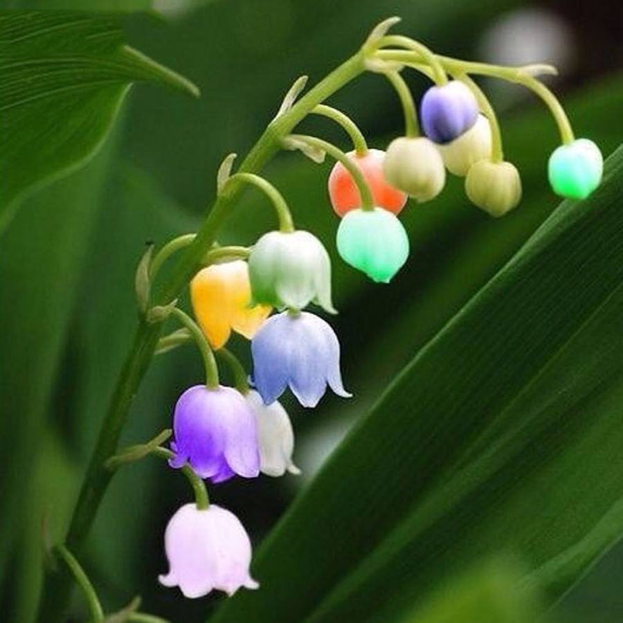 50 seeds Rare Colorful Lily of the Valley Convallaria Majalis Perennial Flower