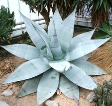 AGAVE GUIENGOLA, Creme Brulee exotic succulent aloe plant rare seed -15 ... - $8.99