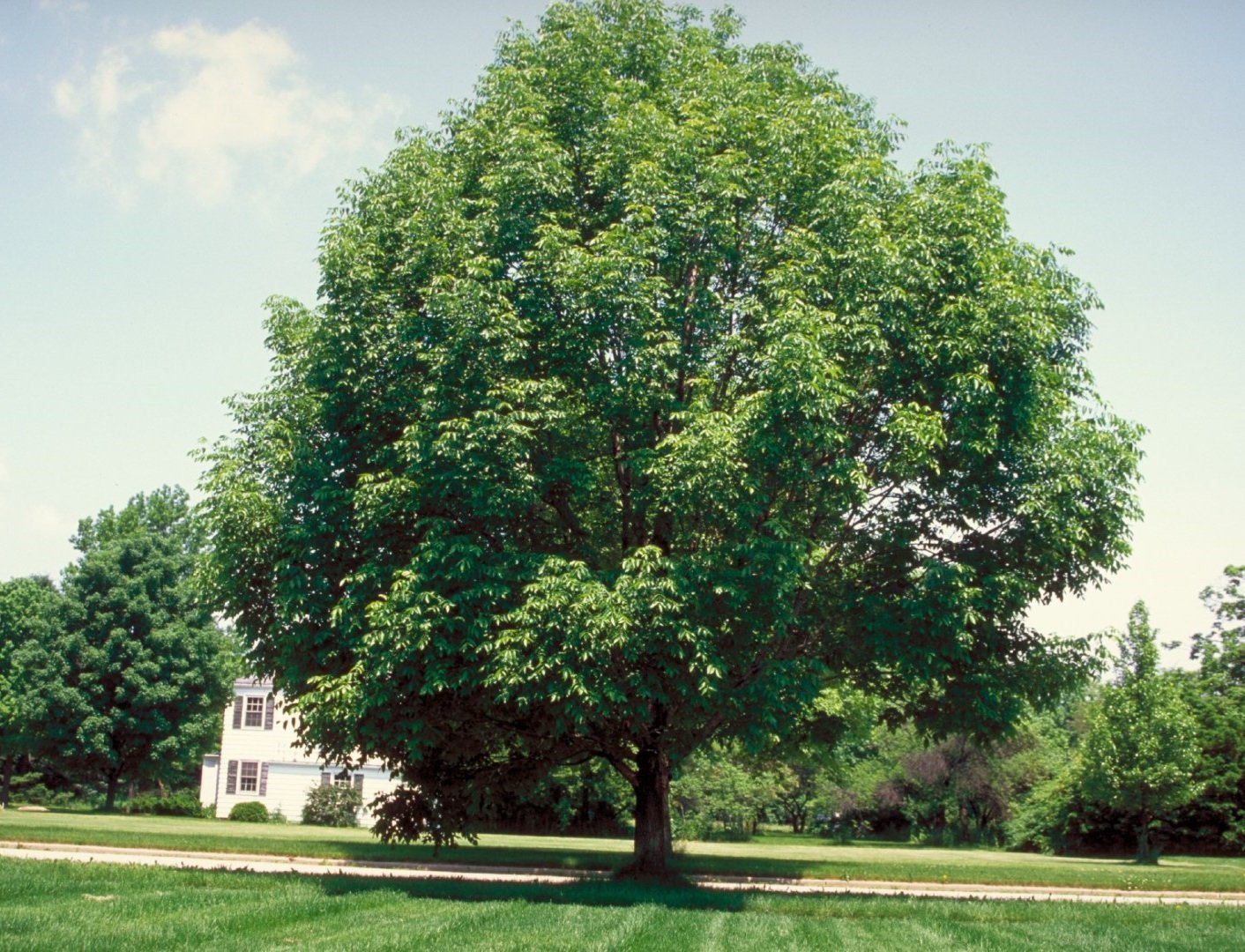 White AshA Stately, tall, full tree that can grow in most location in