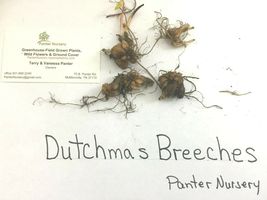 Dutchman's Breeches 5 bulbs-root systems image 3