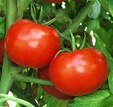 250 Seeds - Non GMO - Rutgers Tomato - $8.99