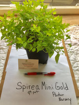 Mini Gold Mound Spirea quart pot image 2