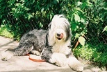 Franlaysidewalk_thumb960
