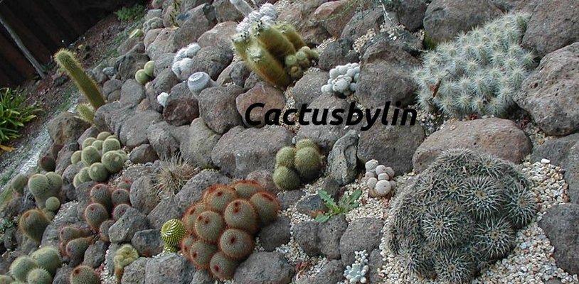 Cactusbylin1_thumb960