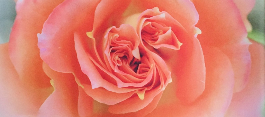 A welcome banner for A Rose Designs
