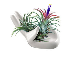 Hestya Air Plant Stand Ceramic Tillandsia Holder Airplant Display Container Pot 