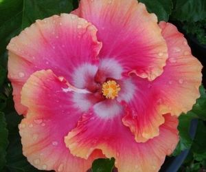 20 Pink Orange Hibiscus Flowers Perennial Seeds #STL17, an item from the 'Fresh Tropical Vibes' hand-picked list