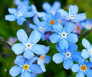 Forget Me Not 25+ Seeds Newly Harvested, Beautiful Abundant Blooms, an item from the 'A garden doesn&#39;t just grow; it blooms' hand-picked list
