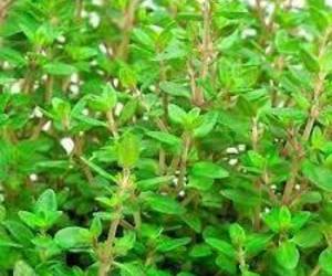 500 Thyme Seeds Common Garden Culinary Herb Combined Shipping, an item from the 'Planning for Next Year&#39;s Garden' hand-picked list